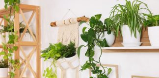 Как озеленить стены и потолок? Оригинальные идеи для квартиры