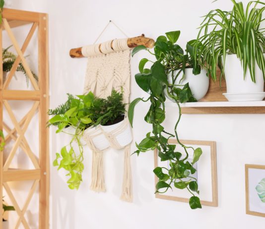 Как озеленить стены и потолок? Оригинальные идеи для квартиры - Комнатные растения Как озеленить стены и потолок? Оригинальные идеи для квартиры