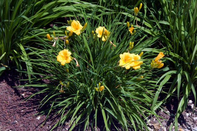 «Стелла де Оро» (Hemerocallis 'Stella de Oro')