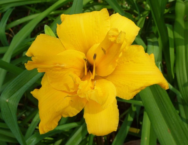 «Кинг Альфред» (Hemerocallis 'King Alfred')