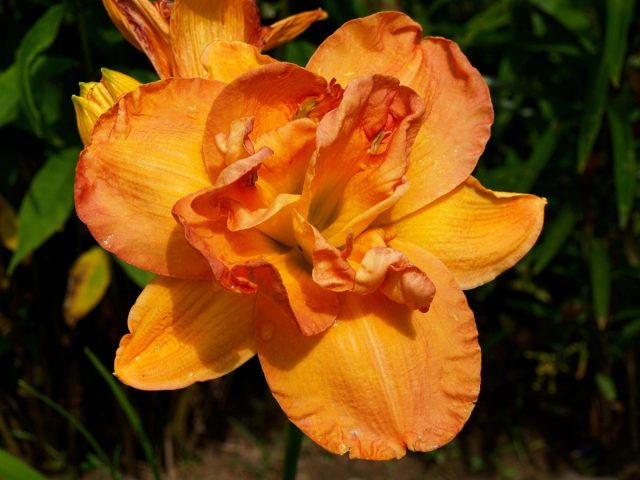 «Френсис Джойнер» (Hemerocallis 'Frances Joiner')