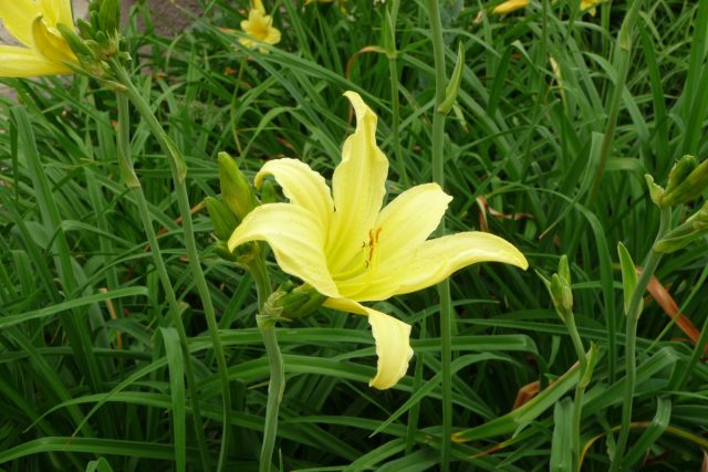 «Хайперион» (Hemerocallis 'Hyperion')
