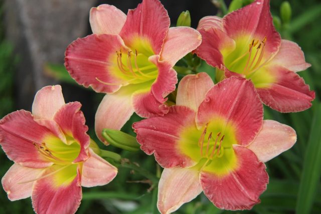 «Файнал Тач» (Hemerocallis 'Final Touch')