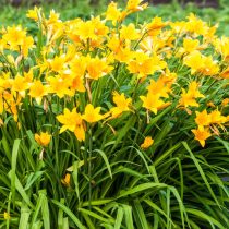 Лилейник жёлтый (Hemerocallis lilioasphodelus)