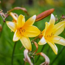 Лилейник Миддендорфа (Hemerocallis middendorffii)