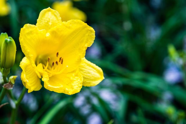 «Хэппи Ритёрнс» (Hemerocallis 'Happy Returns')