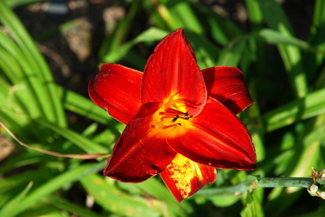 «Пардон Ми» (Hemerocallis 'Pardon Me')