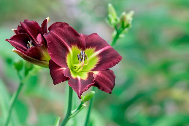 «Блэк Стокингс» (Hemerocallis 'Black Stockings')