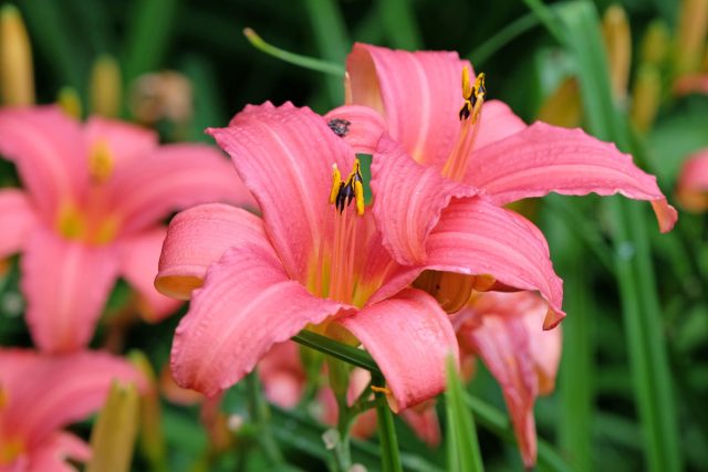 «Пинк Дамаск» (Hemerocallis 'Pink Damask')