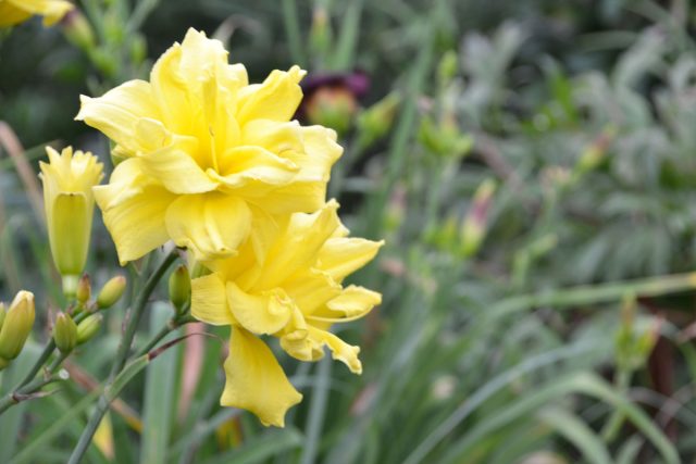 «Дабл Ривер Вай» (Hemerocallis 'Double River Wye')