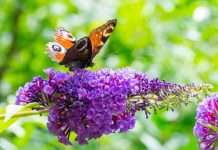 Как вырастить Буддлею Давида в своем саду - уникальный «бабочкин» куст
