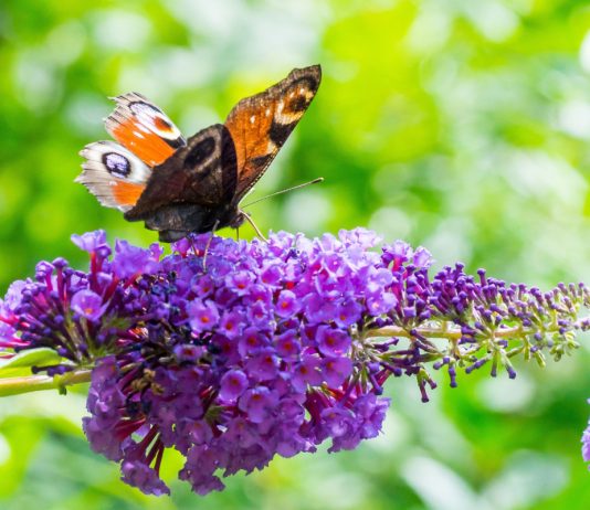 Как вырастить Буддлею Давида в своем саду - уникальный «бабочкин» куст