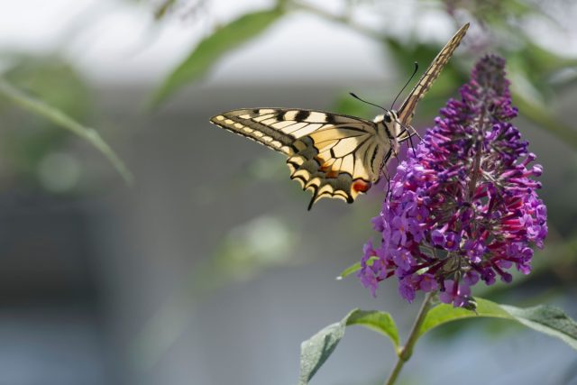 Буддлея особенно привлекательна для различных видов дневных бабочек, включая репейниц, адмиралов, крушинниц, павлиниглазок и перламутровок. Буддлея особенно привлекательна для различных видов дневных бабочек, включая репейниц, адмиралов, крушинниц, павлиниглазок и перламутровок.