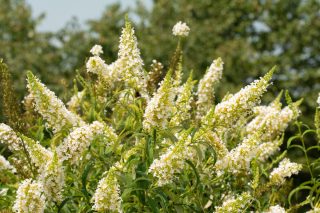 Буддлея Давида в белых оттенках. Буддлея Давида в белых оттенках.
