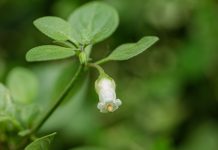 Ландыш пампасов, который можно съесть — мой странный опыт с сальпихроа