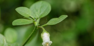 Ландыш пампасов, который можно съесть — мой странный опыт с сальпихроа
