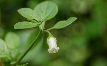 Ландыш пампасов, который можно съесть — мой странный опыт с сальпихроа
