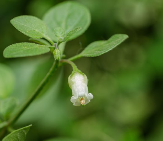 Ландыш пампасов, который можно съесть — мой странный опыт с сальпихроа