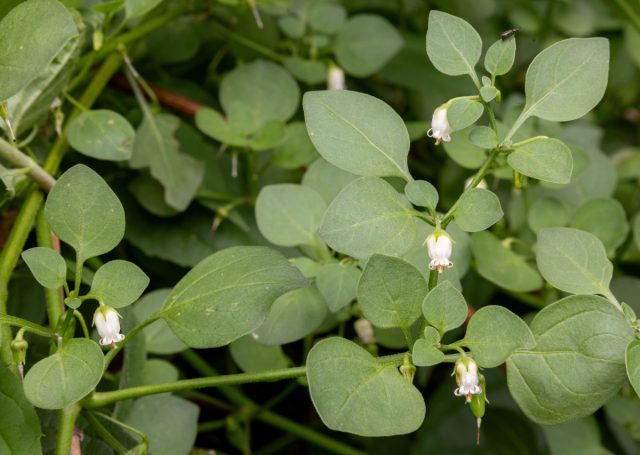 Ландыш пампасов, или сальпихроа душицелистная, родом из Южной Америки, с небольшими яйцевидными опушёнными листьями, похожими на душицу, но сизовыми. Аромата у растения почти нет, ни у листьев, ни у цветков.