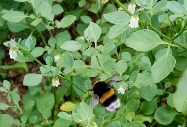 Ландыш пампасов оказался с характером! В засуху затаился, а осенью его корни агрессивно захватили всю грядку. Цвел поздно, шмелям понравилось, но ягоды вызреть не успели. Аромата нет. Оставила корни зимовать — дам экзотике второй шанс.
