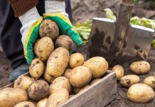 Картофель, которому доверяют — 9 самых надёжных и вкусных сортов