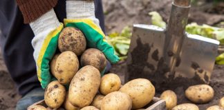 Картофель, которому доверяют — 9 самых надёжных и вкусных сортов