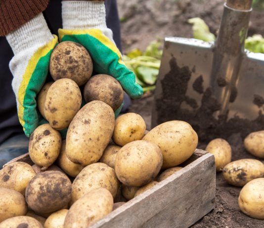 Картофель, которому доверяют — 9 самых надёжных и вкусных сортов - Сад и огород Картофель, которому доверяют — 9 самых надёжных и вкусных сортов