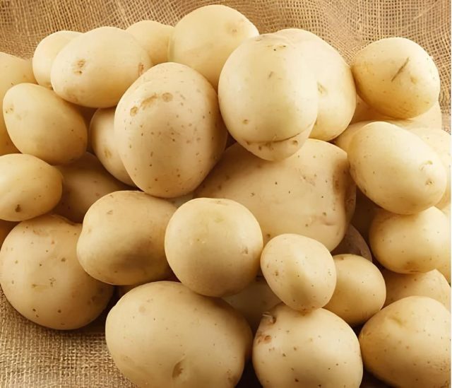 Ласунок: Настоящий вкус детства в каждом клубне. Сильно рассыпчатая мякоть идеальна для пюре, жареной картошки и нежных запеканок. Устойчив к колорадскому жуку, неприхотлив и сохраняет вкус даже в сложные годы. Ласунок: Настоящий вкус детства в каждом клубне. Сильно рассыпчатая мякоть идеальна для пюре, жареной картошки и нежных запеканок. Устойчив к колорадскому жуку, неприхотлив и сохраняет вкус даже в сложные годы.