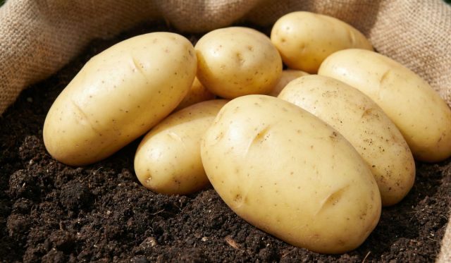 Королева Анна: Красота и удобство на грядке и в кухне: ровные, желтые клубни без лишних глазков, легко чистятся. Урожай стабильный, универсальная текстура подходит для супов, жарки, салатов, а в погребе хранится до весны. Королева Анна: Красота и удобство на грядке и в кухне: ровные, желтые клубни без лишних глазков, легко чистятся. Урожай стабильный, универсальная текстура подходит для супов, жарки, салатов, а в погребе хранится до весны.