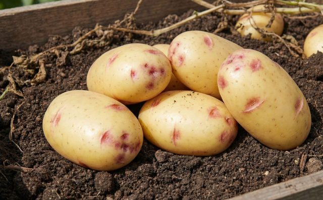 Пикассо: Поздний, но стойкий сорт с яркой разноцветной кожурой. Урожай зрелый держится в погребе до нового сезона, жаростойкий, устойчив к засухе, клубни плотные, вкус нейтральный, идеален для супов, тушения и рагу. Пикассо: Поздний, но стойкий сорт с яркой разноцветной кожурой. Урожай зрелый держится в погребе до нового сезона, жаростойкий, устойчив к засухе, клубни плотные, вкус нейтральный, идеален для супов, тушения и рагу.