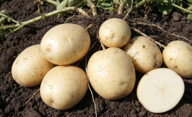 Голубизна: Отечественная находка для сложных условий: переменчивая погода, бедная почва, минимум ухода. Среднепоздний сорт, рассыпчатая мякоть, вкус насыщенный, урожай стабильный от Подмосковья до Сибири, хранится всю зиму. Голубизна: Отечественная находка для сложных условий: переменчивая погода, бедная почва, минимум ухода. Среднепоздний сорт, рассыпчатая мякоть, вкус насыщенный, урожай стабильный от Подмосковья до Сибири, хранится всю зиму.