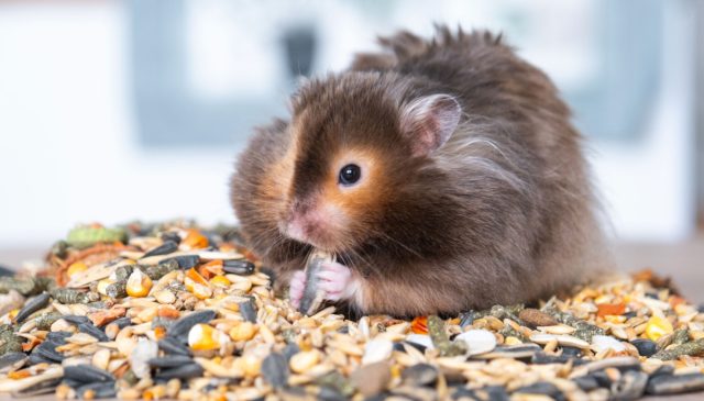 Хомяки особенно примечательны тем, что им не обязательно жить в компании: при достаточном количестве игрушек и активностей хомяк легко займёт себя самостоятельно.