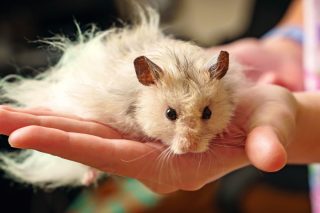 Хомяки очень склонны к побегу и если зверёк сбежит из клетки, сам он обратно не вернётся. Его придется ловить.