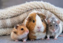 Кого лучше завести: хомяка, крысу или морскую свинку? Кого лучше завести: хомяка, крысу или морскую свинку?