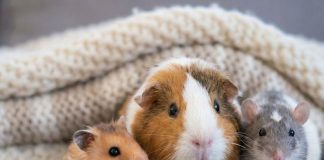 Кого лучше завести: хомяка, крысу или морскую свинку? - Лучшее Кого лучше завести: хомяка, крысу или морскую свинку?