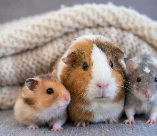 Кого лучше завести: хомяка, крысу или морскую свинку? - Животные Кого лучше завести: хомяка, крысу или морскую свинку?