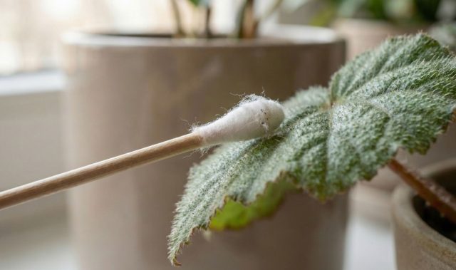 Ватная палочка — решение для точечной и максимально деликатной чистки. Ею удобно убирать загрязнения с отдельных участков, не затрагивая соседние листья и не сминая нежные ворсинки опушенной поверхности.