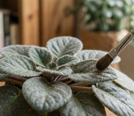 Комнатные растения с опушенными листьями — 6 лайфхаков для ухода