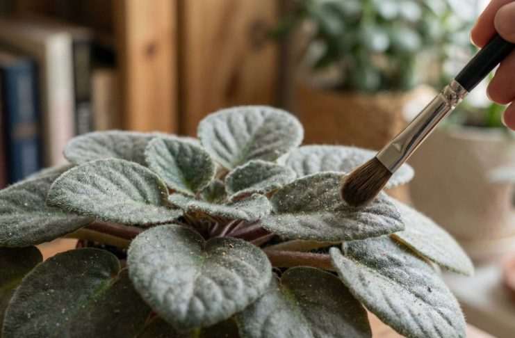 Комнатные растения с опушенными листьями — 6 лайфхаков для ухода