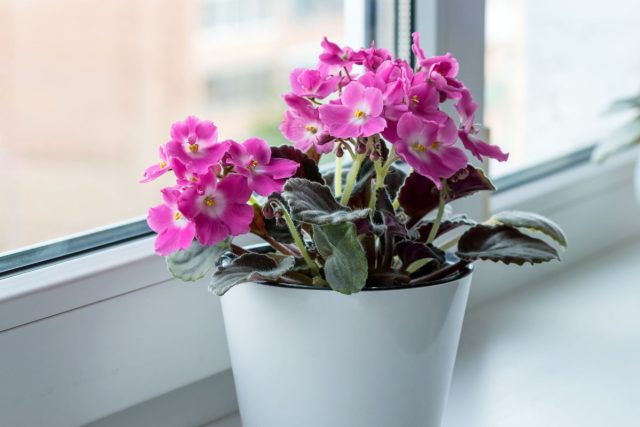 Если в доме холодно, лучше полностью отказаться от водных процедур и ограничиться сухой чисткой кисточкой.