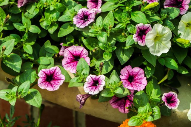 Петуния ампельная. Классика фасадного озеленения: быстро наращивает объём, цветёт без перерывов и не боится солнца. В кашпо превращается в плотный цветущий каскад, который мгновенно оживляет дом.