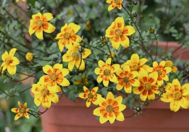 Биденс. Солнечные жёлтые цветы на фоне ажурной зелени. Цветёт без остановки, не требует обрезки и отлично подходит для фасадов, где важны простота и яркость.