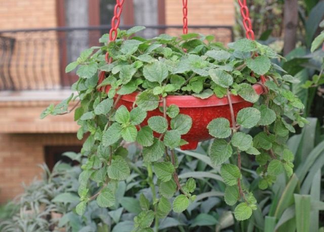 Будра плющевидная. Нежные побеги с округлыми листьями образуют мягкий зелёный поток. Хорошо растёт в тени, неприхотлива и идеально подходит для спокойных фонов.