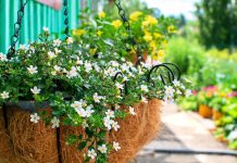 12 лучших цветов для украшения фасада дома