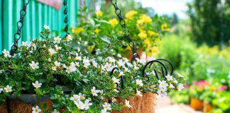 12 лучших цветов для украшения фасада дома