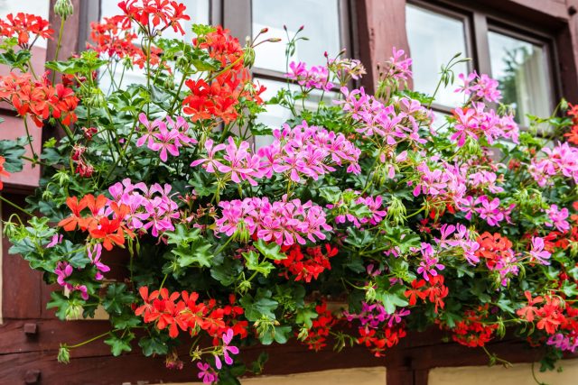 Пеларгония плющелистная. Идеальна для солнечного фасада: крепкие побеги, глянцевая листва и крупные цветы. Не боится жары, ветра и пропущенного полива, цветёт почти без пауз.