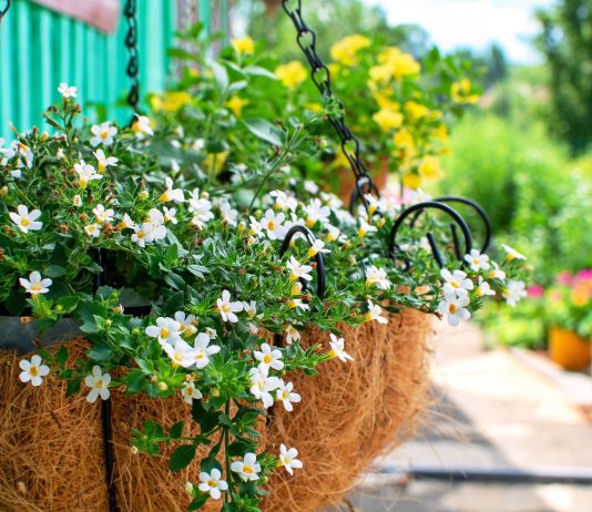 12 лучших цветов для украшения фасада дома - Цветник и ландшафт 12 лучших цветов для украшения фасада дома