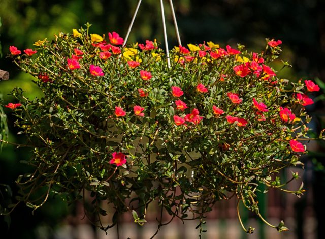 Портулак. Суккулент для экстремально солнечных стен. Мясистые побеги удерживают влагу, яркие цветки раскрываются на солнце, а уход сводится к минимуму даже в жаркое лето.