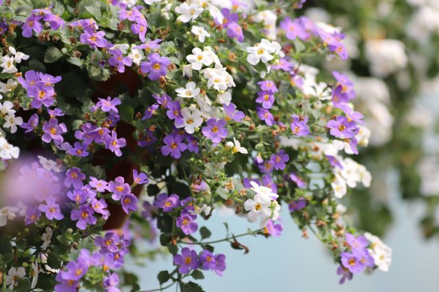 Бакопа. Скромная и элегантная, с длинными побегами и мелкими цветками. Хорошо переносит дождь и тень, цветёт волнами и идеально дополняет более яркие растения.