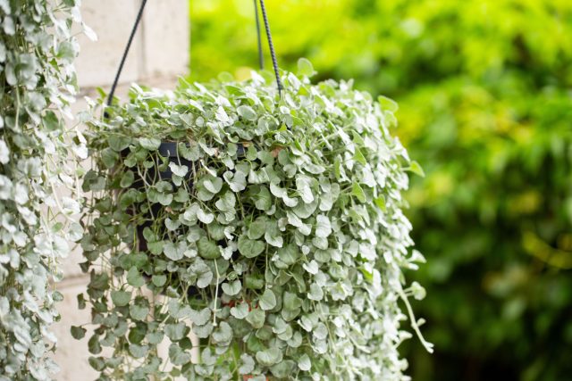 Дихондра. Растение-водопад с длинными побегами и округлыми листьями. Работает на фактуру и объём, подчёркивает цветы и создаёт эффект струящейся зелени.